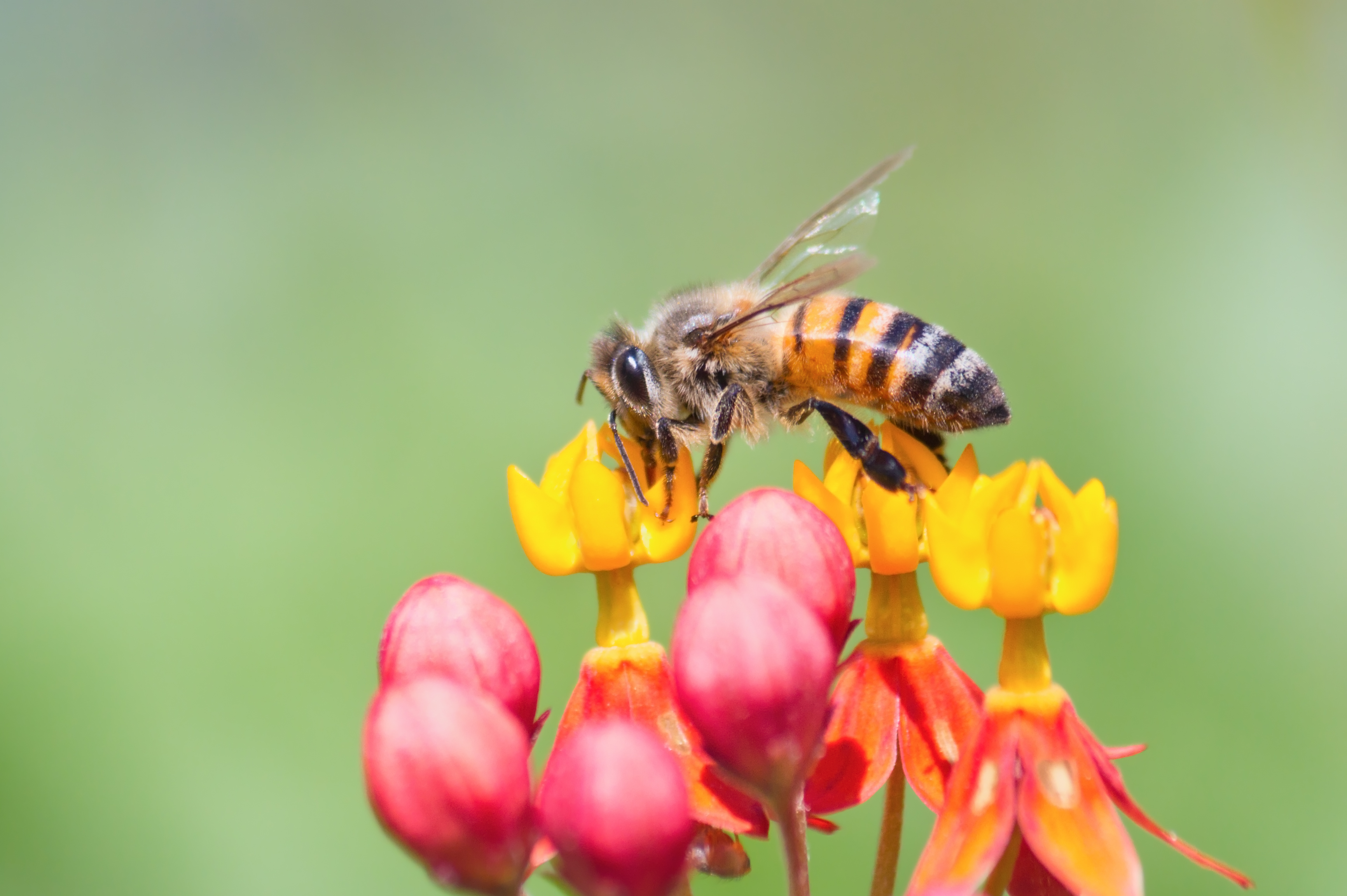 Global Warming Threatens Pollination Dynamics STEAMGreen UNIBO